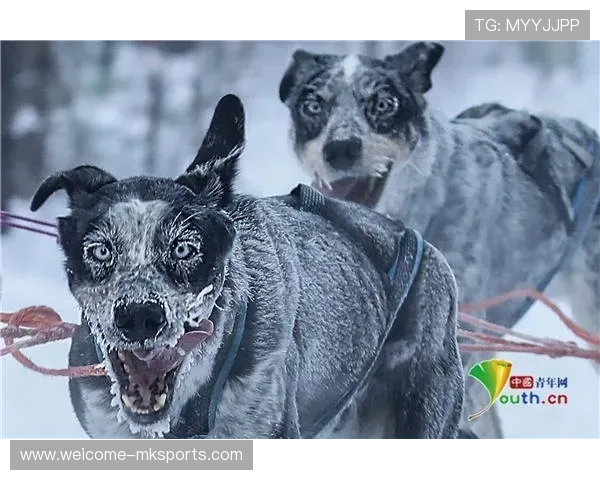 雪橇锦标：俄罗斯队稳居金牌榜，挑战纪录在望！，俄罗斯雪橇犬